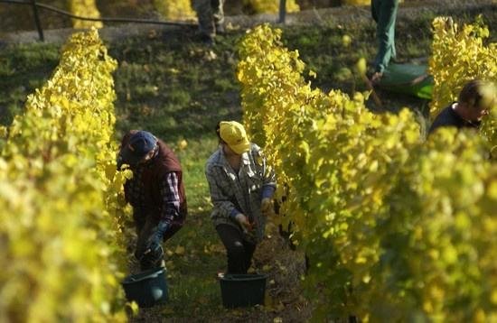 全球葡萄酒總產(chǎn)量下降8.2%，2018葡萄酒漲價已成定勢