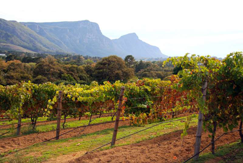 開普敦水荒，南非葡萄酒何去何從