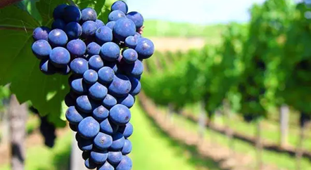 低調(diào)的歌海娜，我來(lái)為你正名！